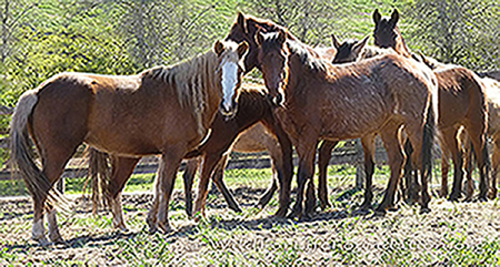 Mustangs